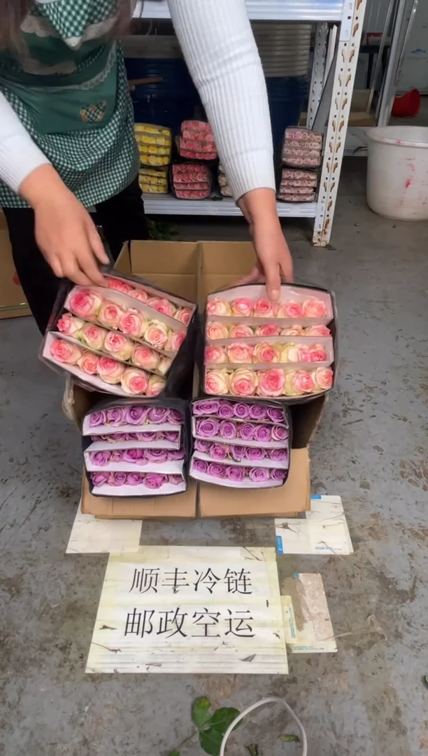 艾沙20枝+紫霞20枝