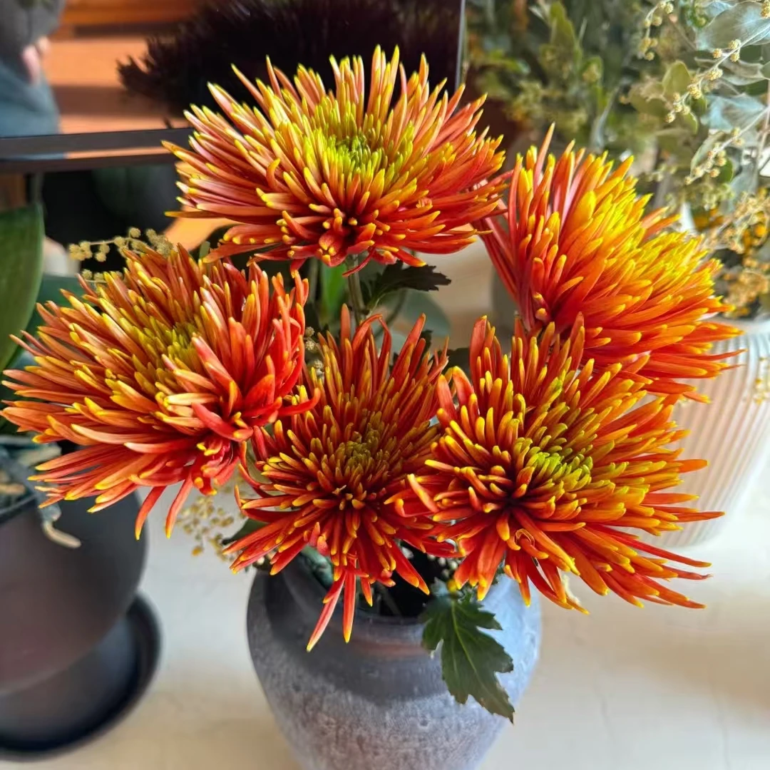 九月大菊（俩颗）小苗带土发货