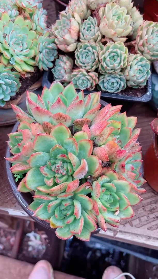 路***挽27080多肉植物一物一拍