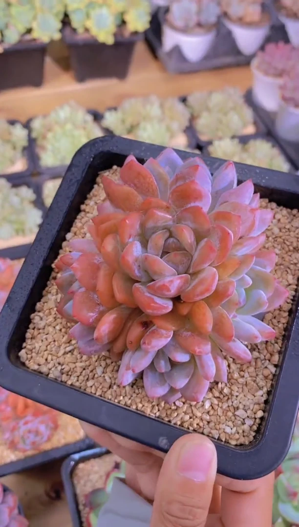 53- 韩版橙梦露5头脱土发（量拍）