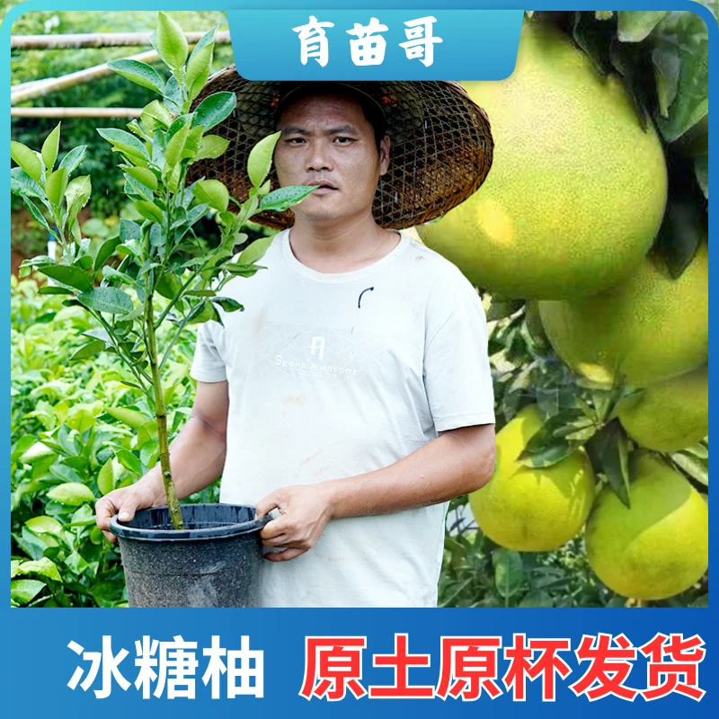 三年冰糖柚容器杯苗一物一拍专业