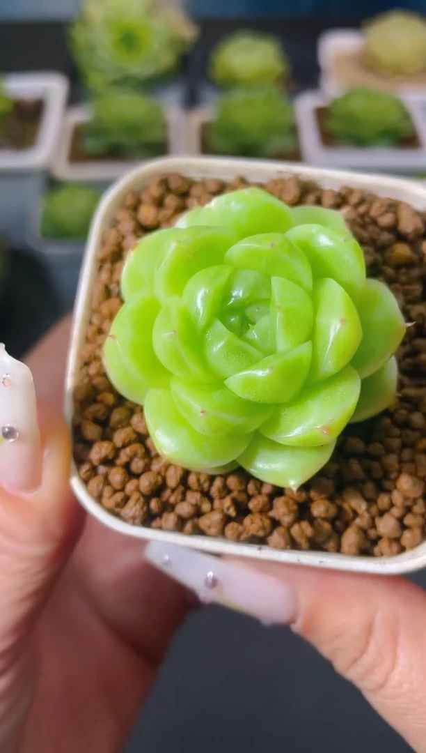 902妖玉量拍发一颗