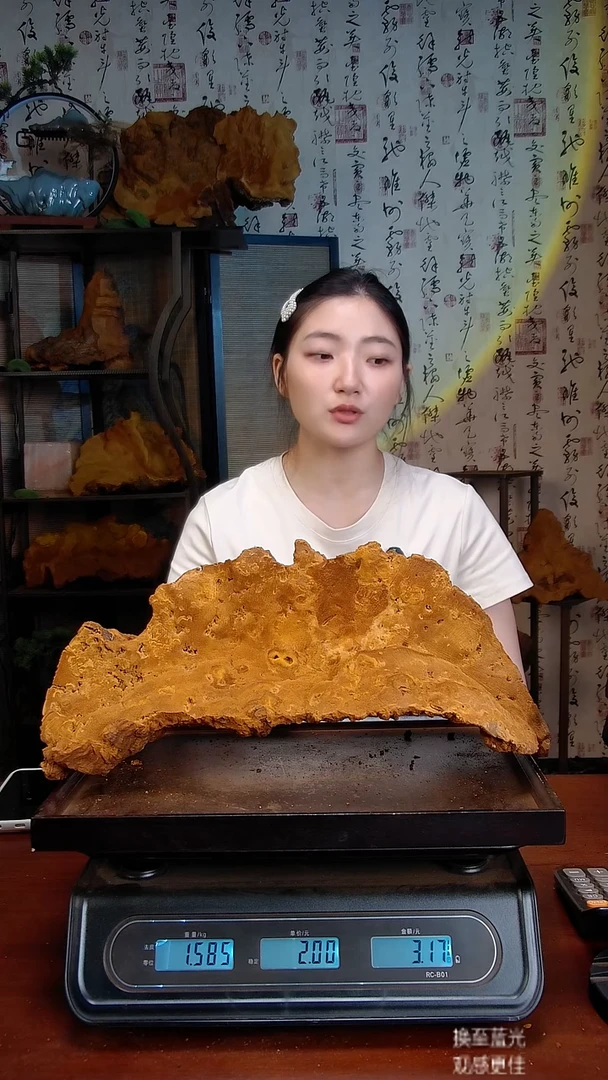 松针层孔菌中国大陆【藏区】松树桑黄（3.17斤）40-50年份