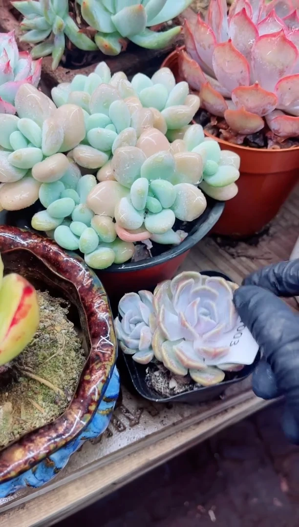 01003多肉植物一物一拍