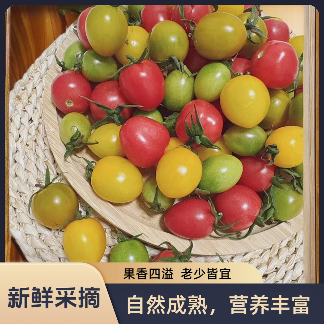 产地直发四色多彩小番茄圣女果好吃好看多汁新鲜【顺丰】