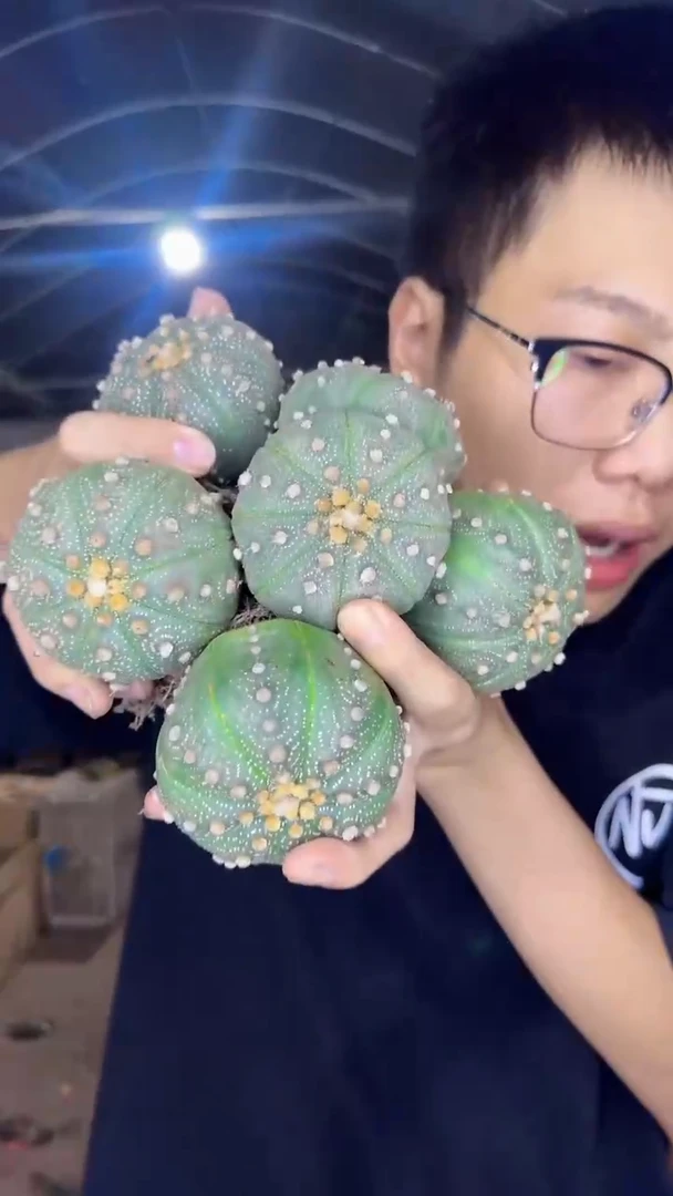 5颗 实生根 星兜 4-6cm