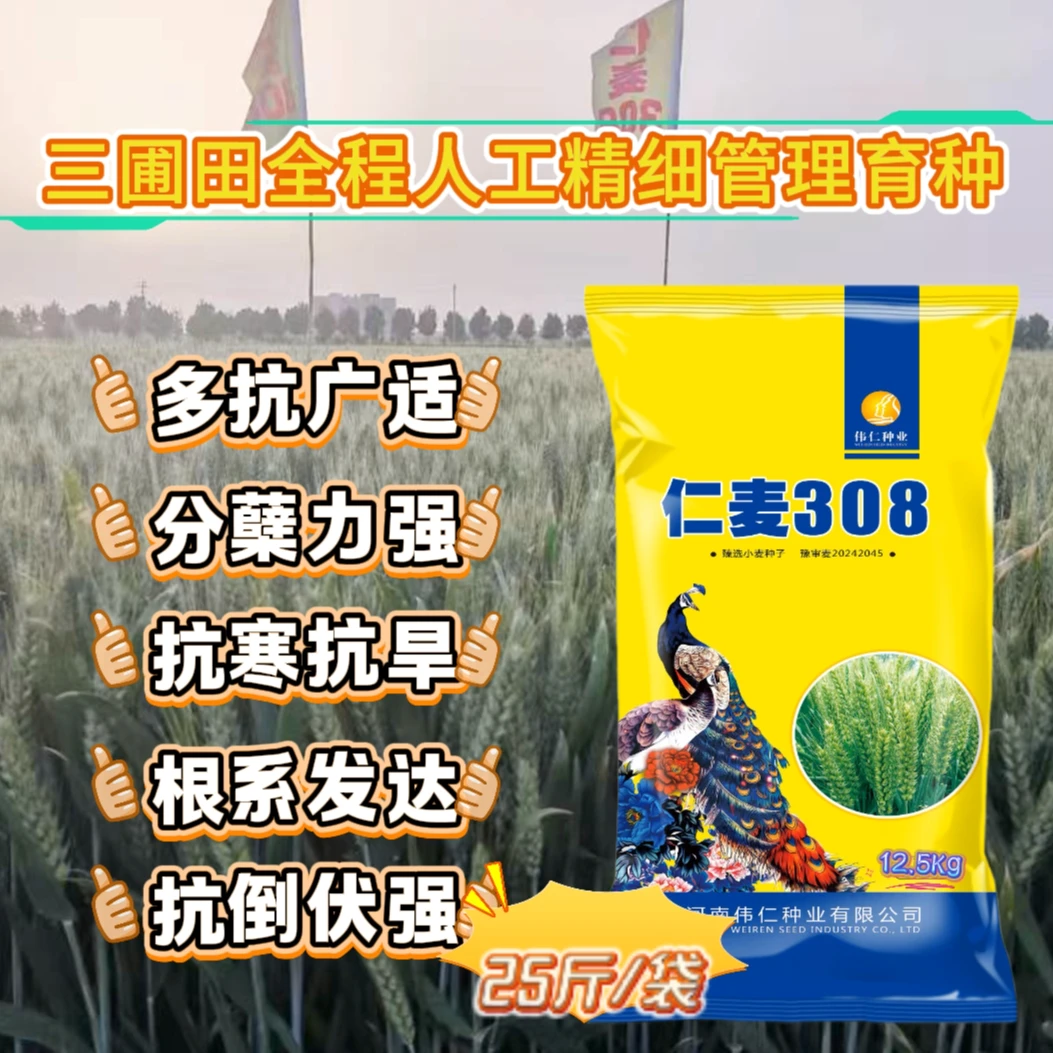 正品小麦种【仁麦308】抗倒伏稳产优质高产耐旱抗病抗冻抗寒正品