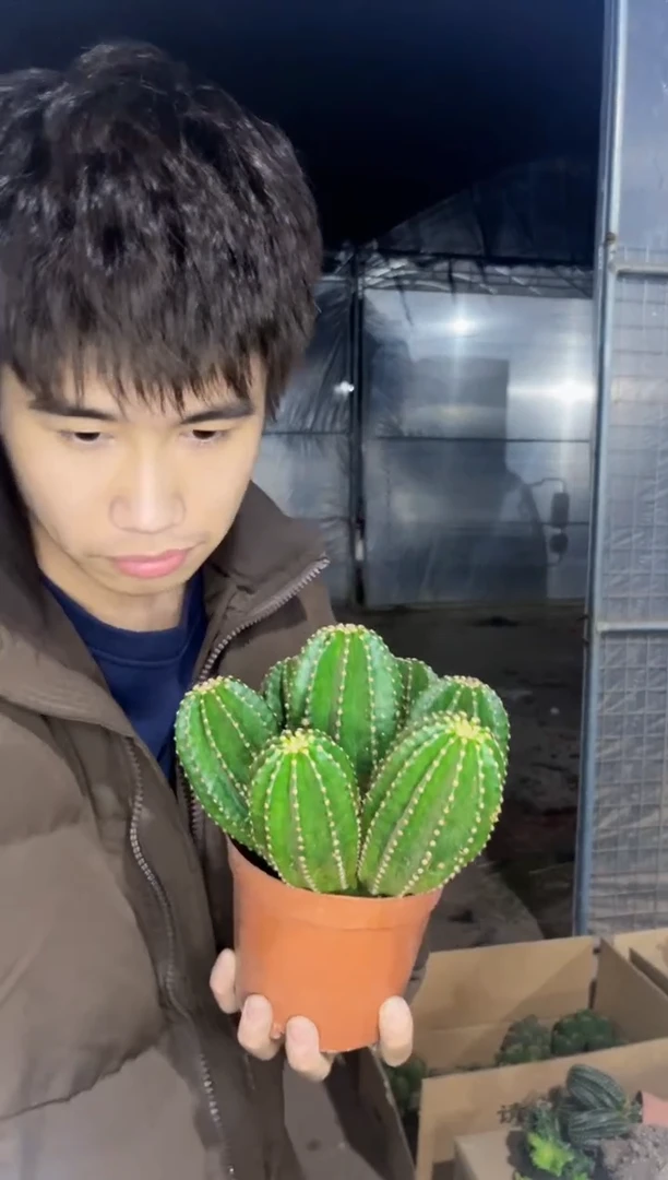 【闪购商品】5头起发 黑金刚
