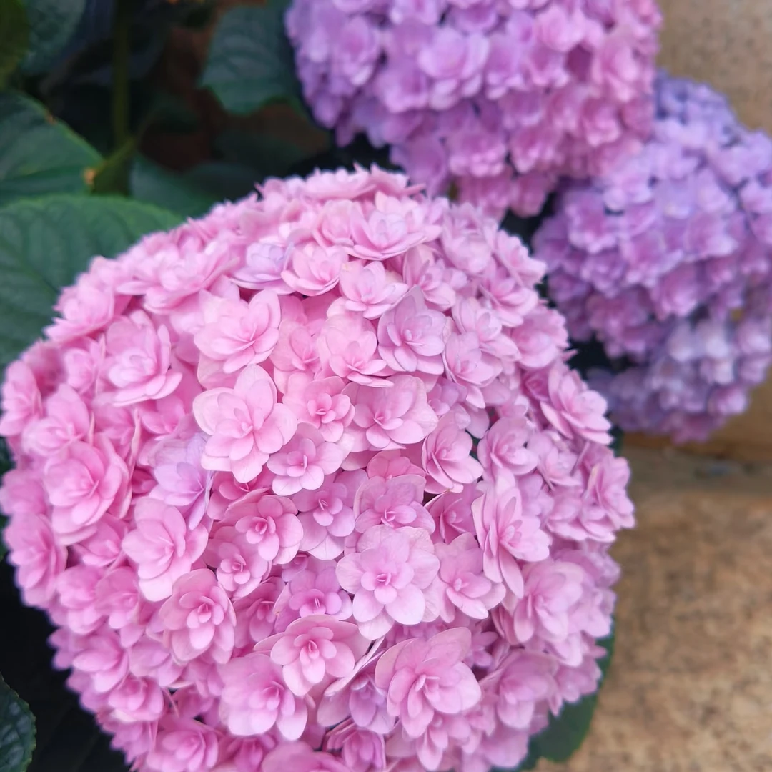 【花宝】粉紫色绣球绣球花卉 带花带花苞 基地直发 包邮 绣球花直播