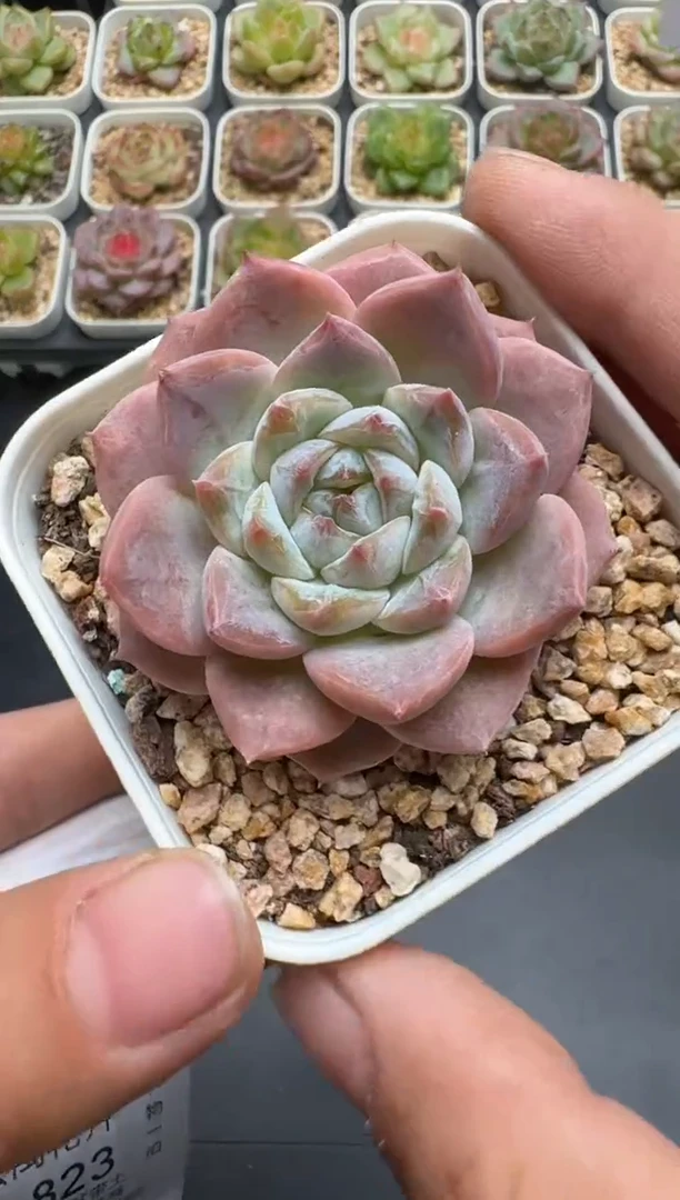 821E云禹多肉植物 带盆土纸巾打包 3颗包邮