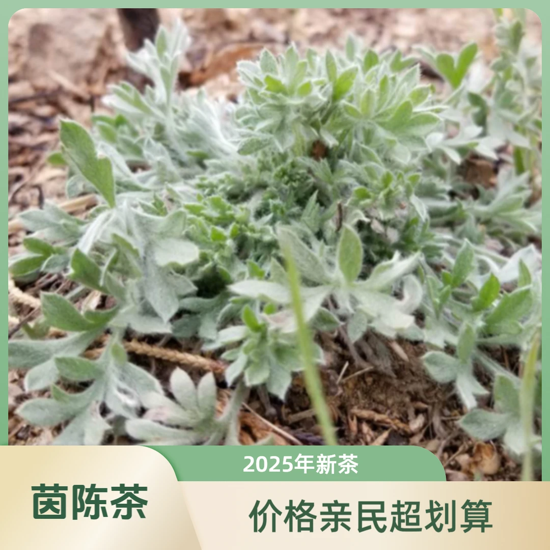 茵陈茶  2025新茶  袋装  散装  每袋125克