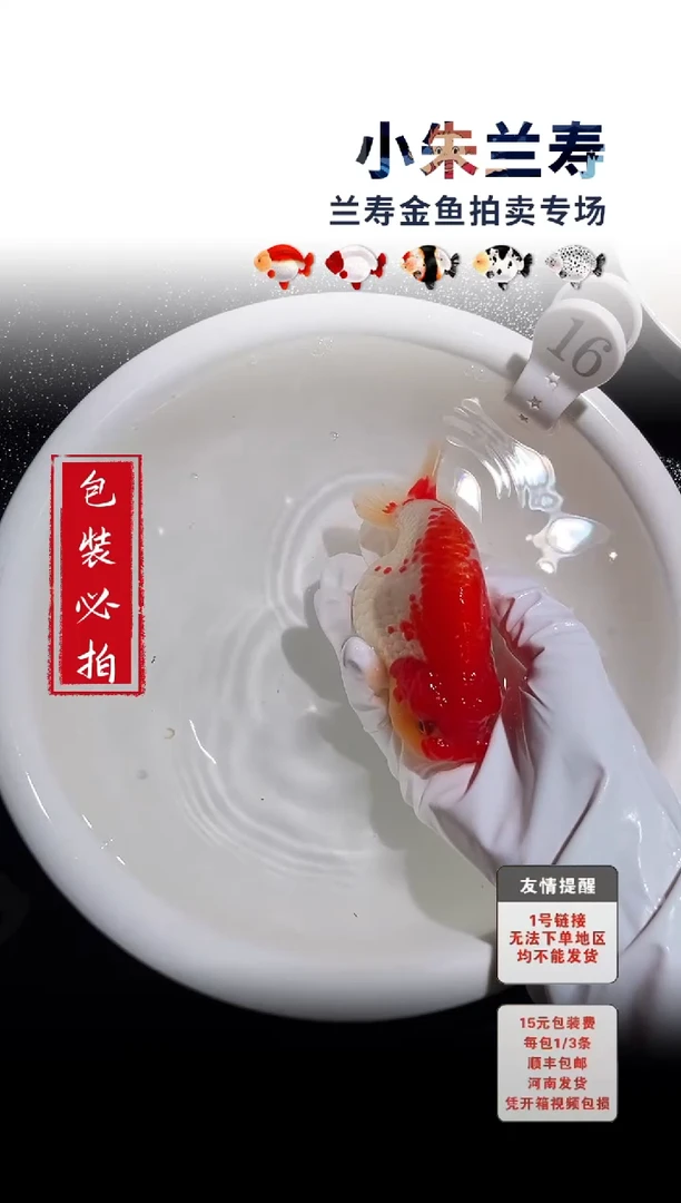 金鱼包装必拍未拍顺丰到付16号