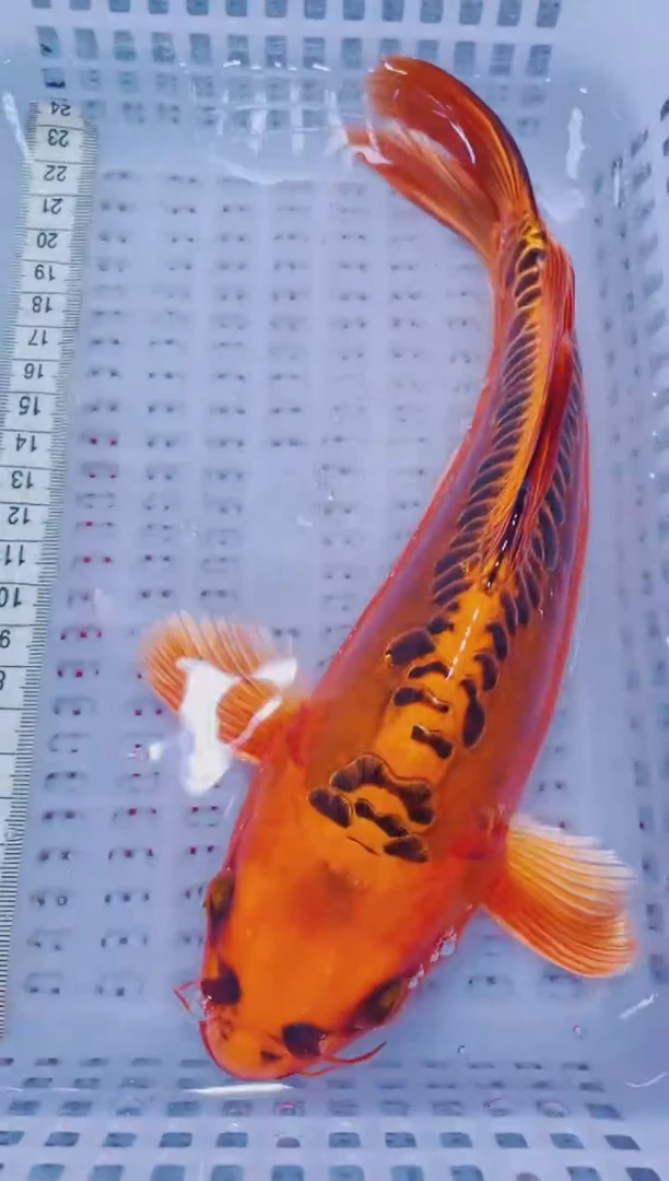 锦鲤血统锦鲤全场包邮86