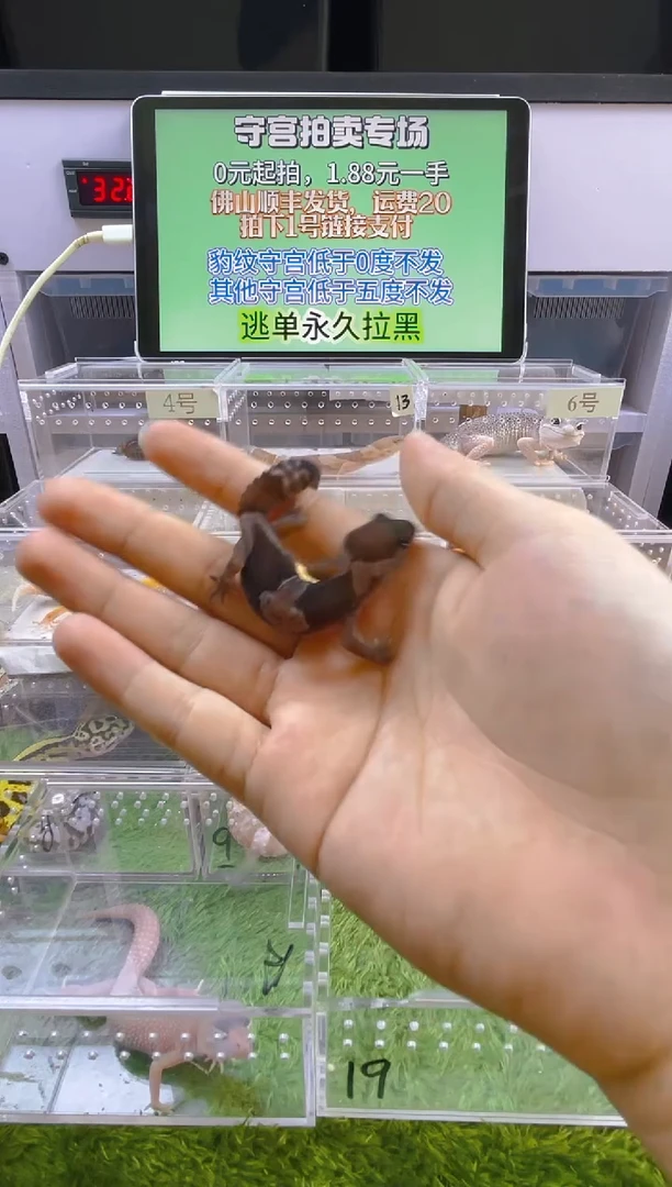 豹纹守宫豹纹守宫肥尾遛弯尾苗子亚成成体