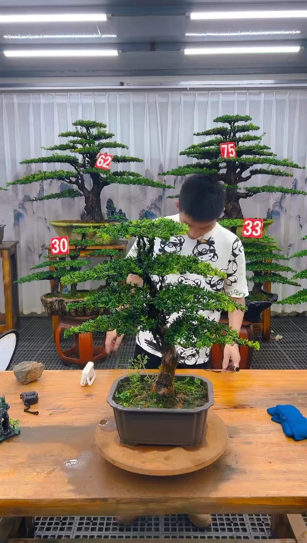 无花朵精品盆景直播间一物一拍