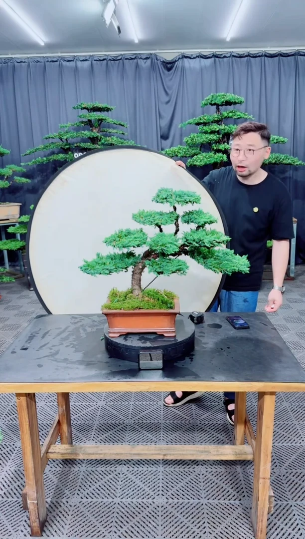 无花朵珍珠柏盆景....