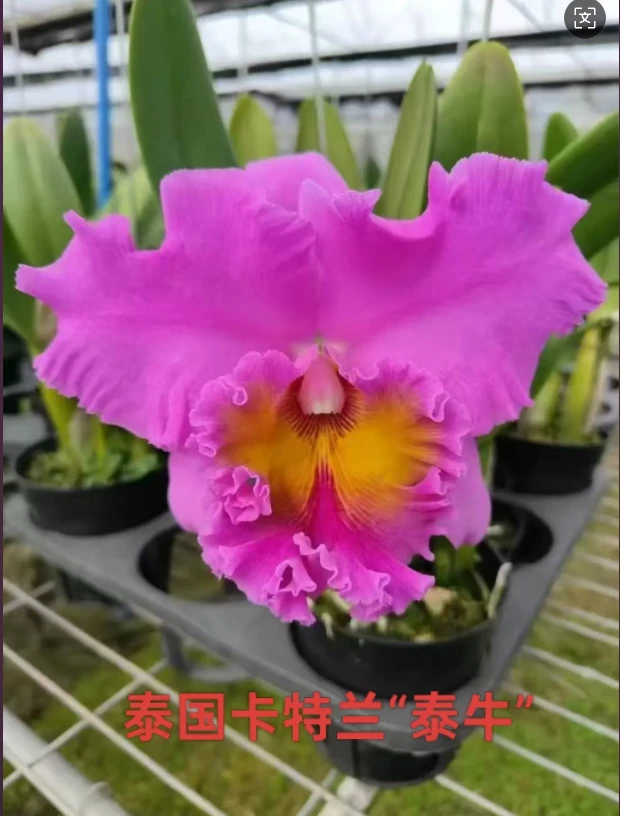 卡特兰经典粉色大花开花香泼墨易养护花卉盆栽石斛兰