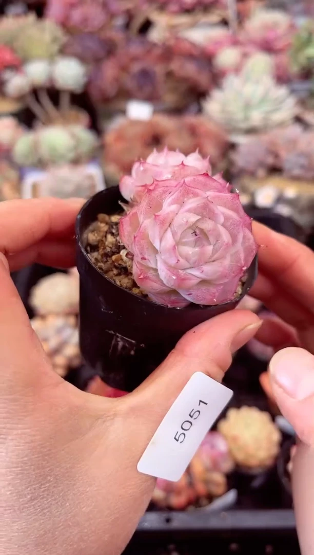 【闪购商品】5051双头多肉