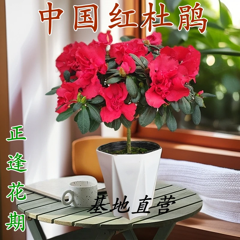 春季新品杨梅红杜鹃花盆栽室内客厅净化空气花卉四季长青花卉盆栽