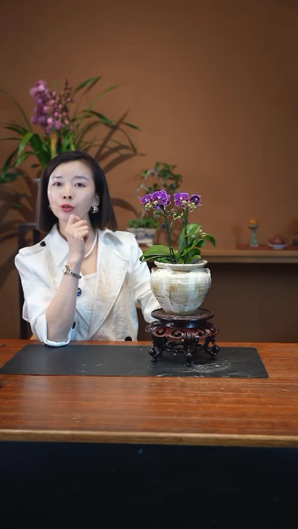 全部花朵蝴蝶兰盆景盆景盆景