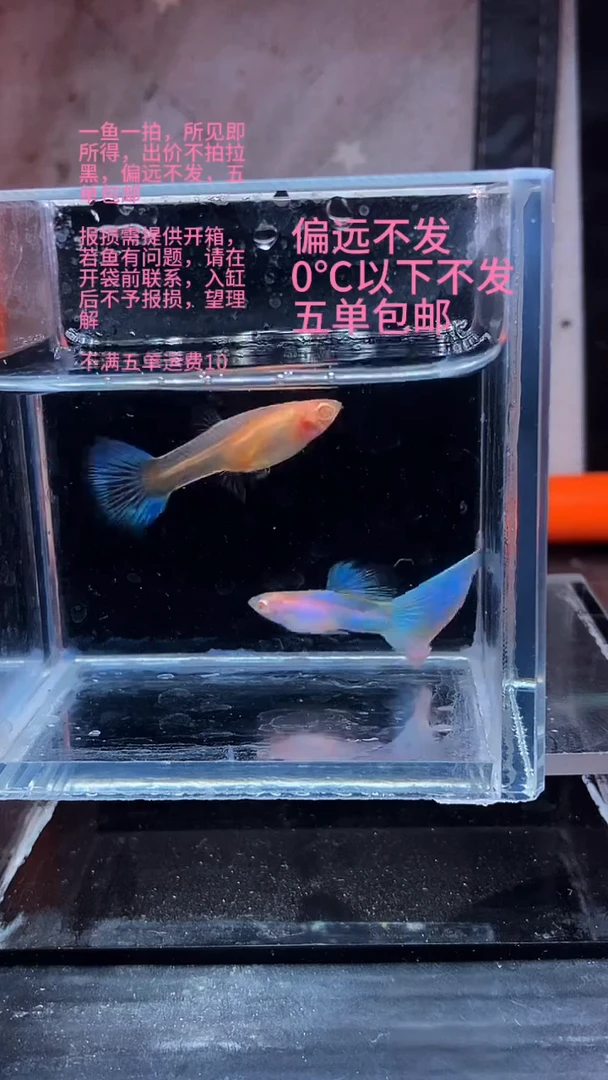 孔雀鱼孔雀鱼 07