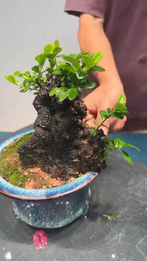 无花朵海岛翠米茶
