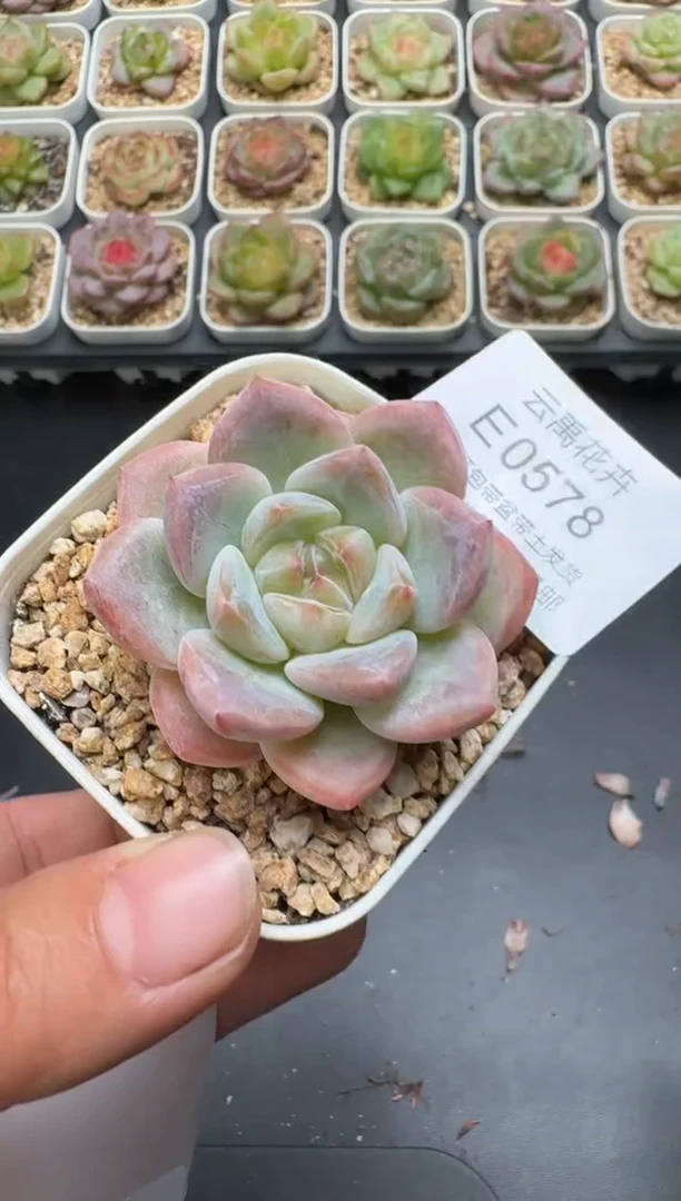578E云禹多肉植物 带盆土纸巾打包 3颗包邮