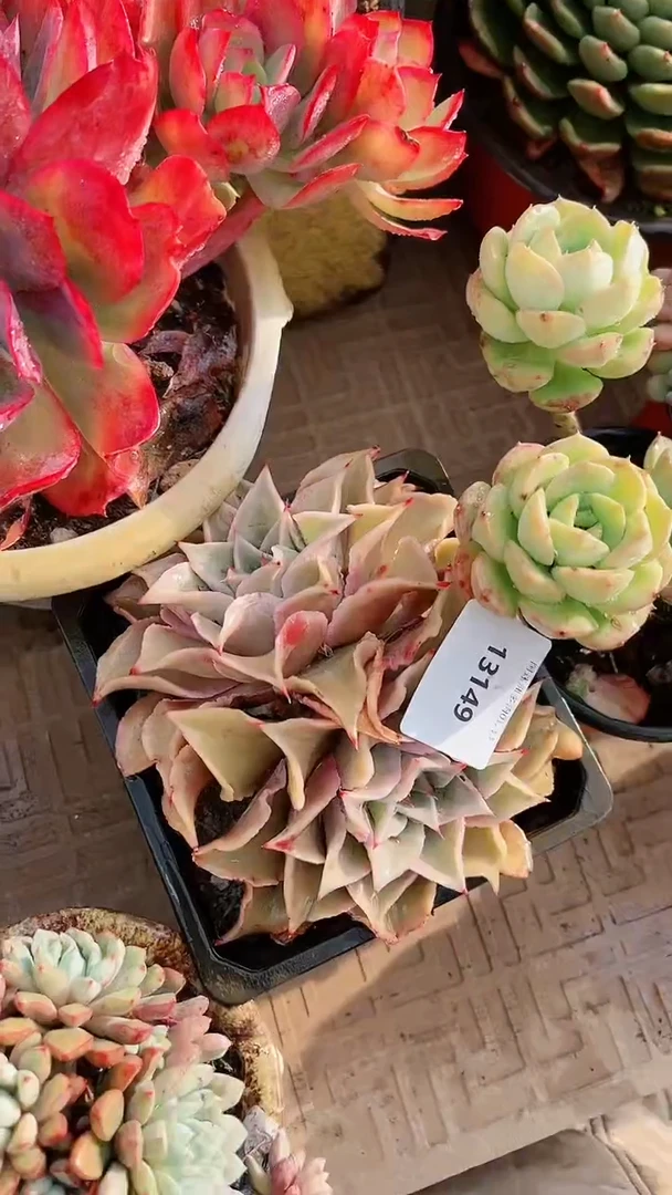 【闪购商品】13149