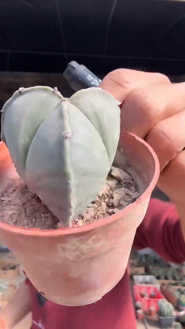 2-9号          9.99