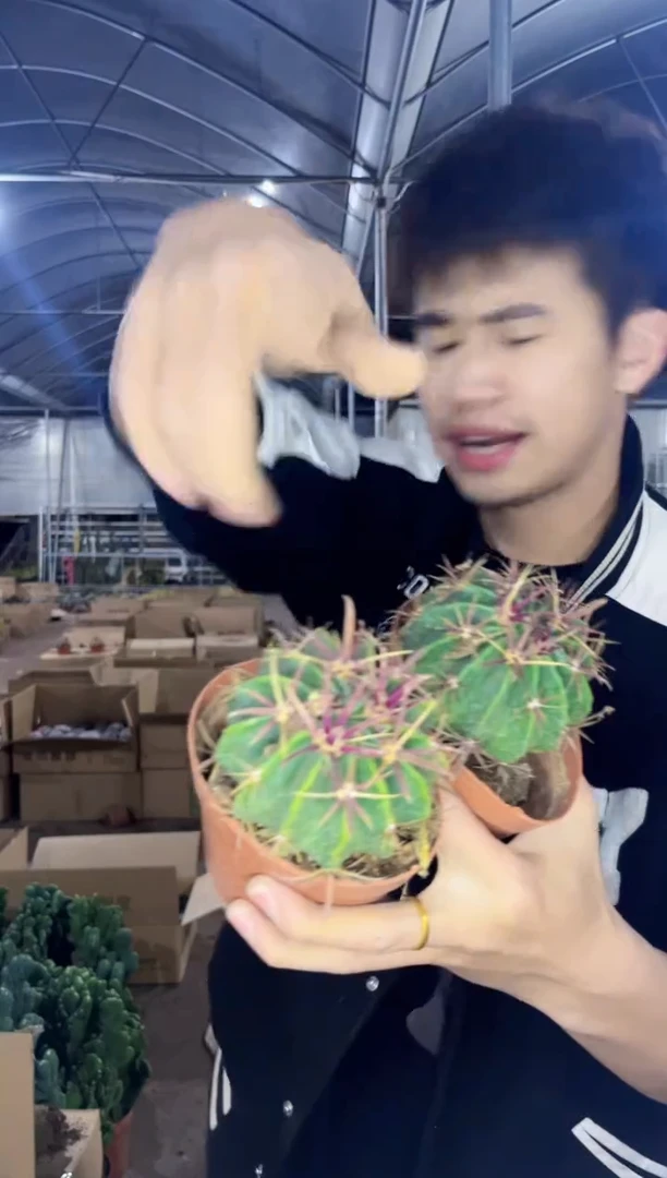 【闪购商品】3颗 实生根 宽刺日出 6-8cm