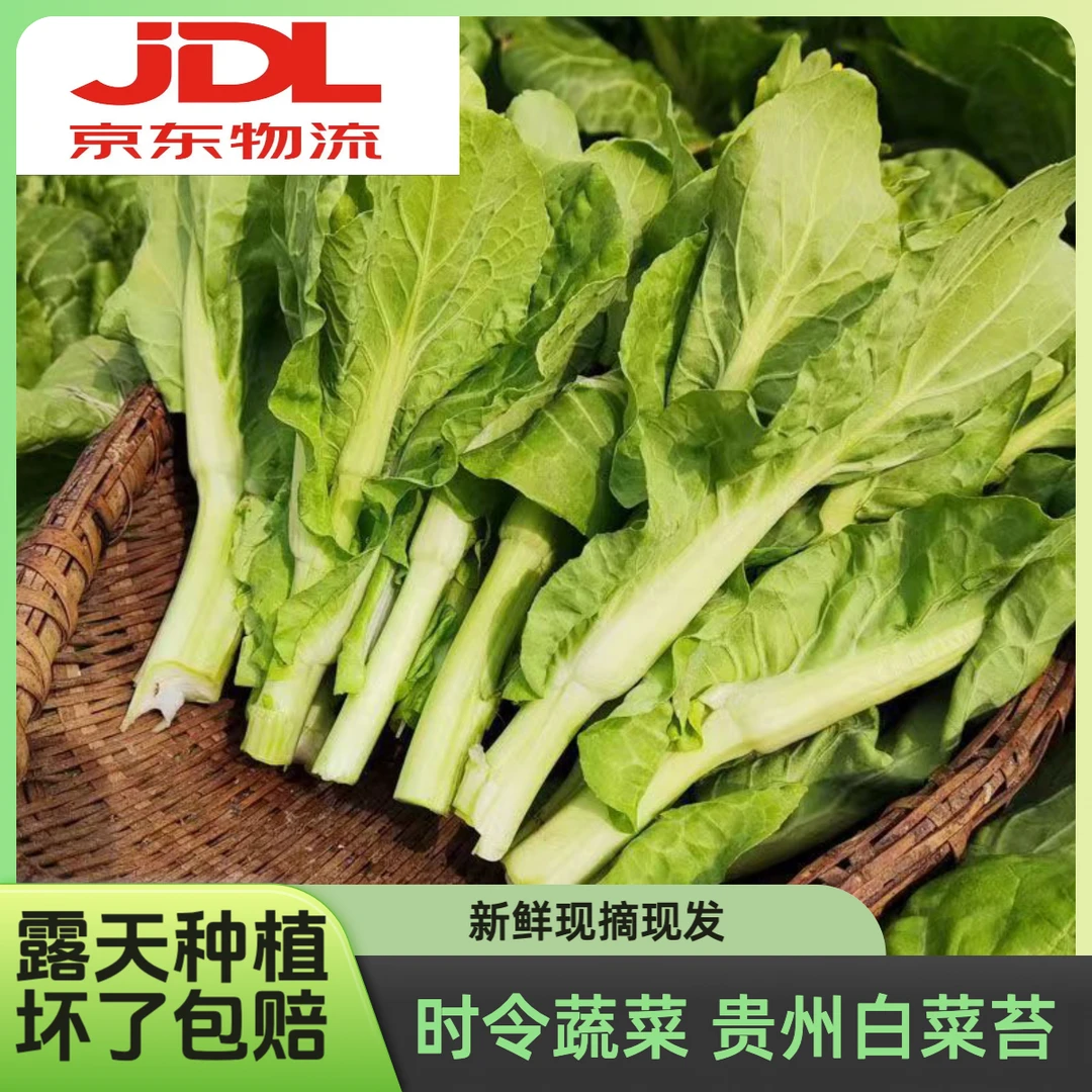 【京东包邮】2025年冬季蔬菜新鲜贵州本地白菜苔菜心时令蔬菜