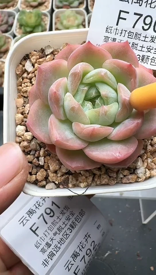 790F云禹多肉植物 默认脱土纸巾打包 3颗包邮