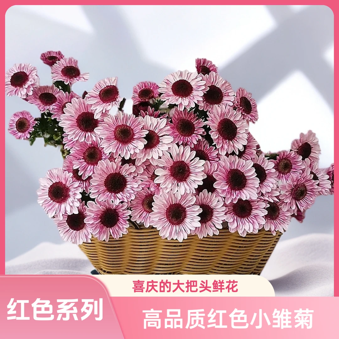 【红色小雏菊AAA级】热烈鲜艳，代表勇气与爱，展现永恒激情与美丽。