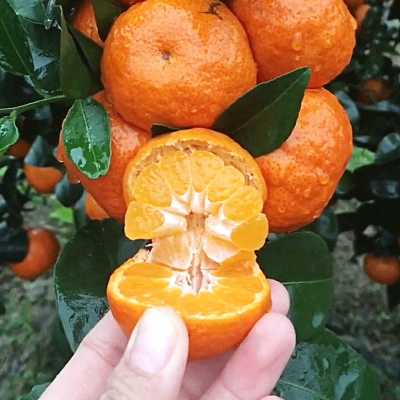 京东快递=广西砂糖桔5-9斤老树花皮柑水果新鲜采摘沙糖橘沙甜桔