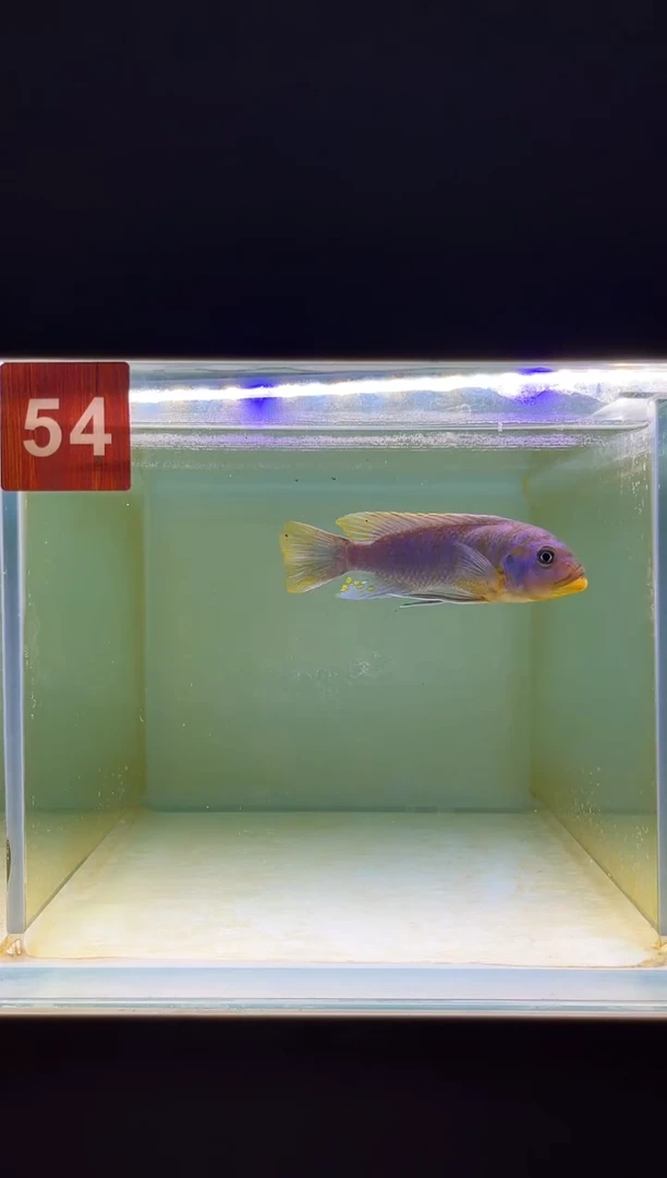 海水鱼三湖慈鲷野生