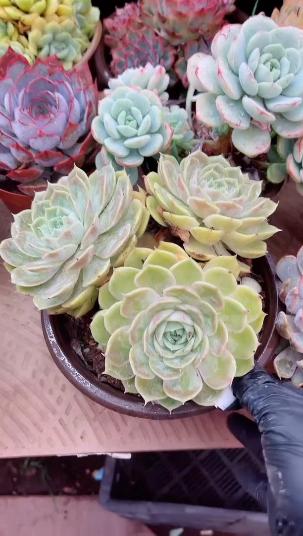 兰*13052多肉植物一物一拍