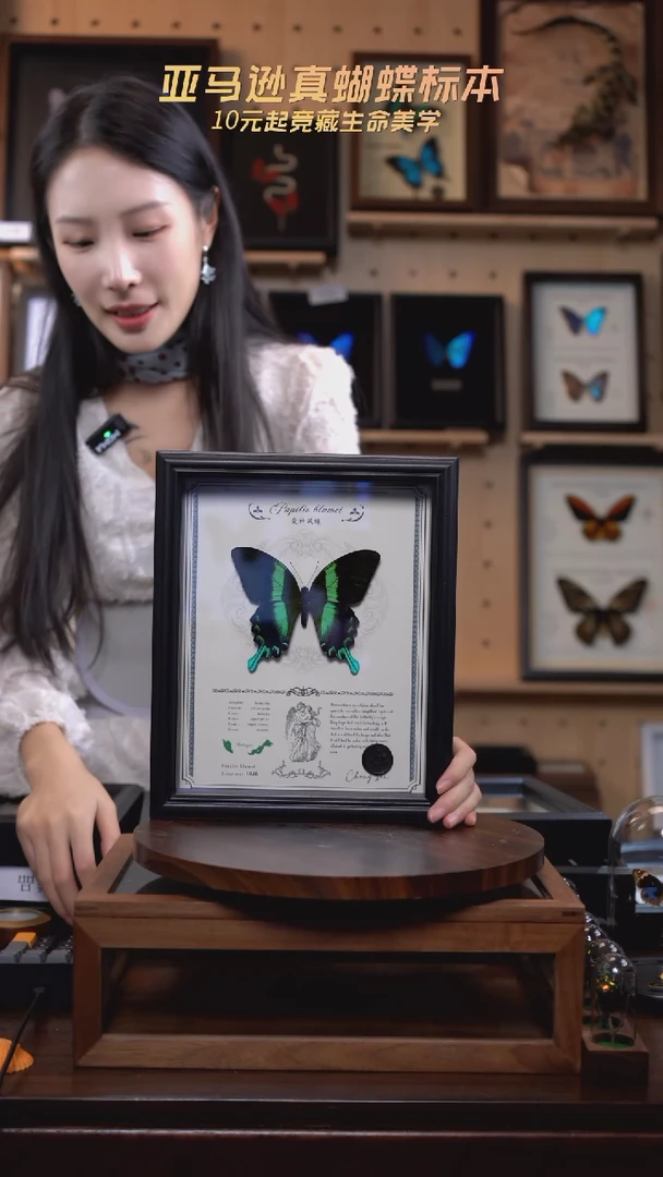 爱神凤蝶重逢艺术款10寸