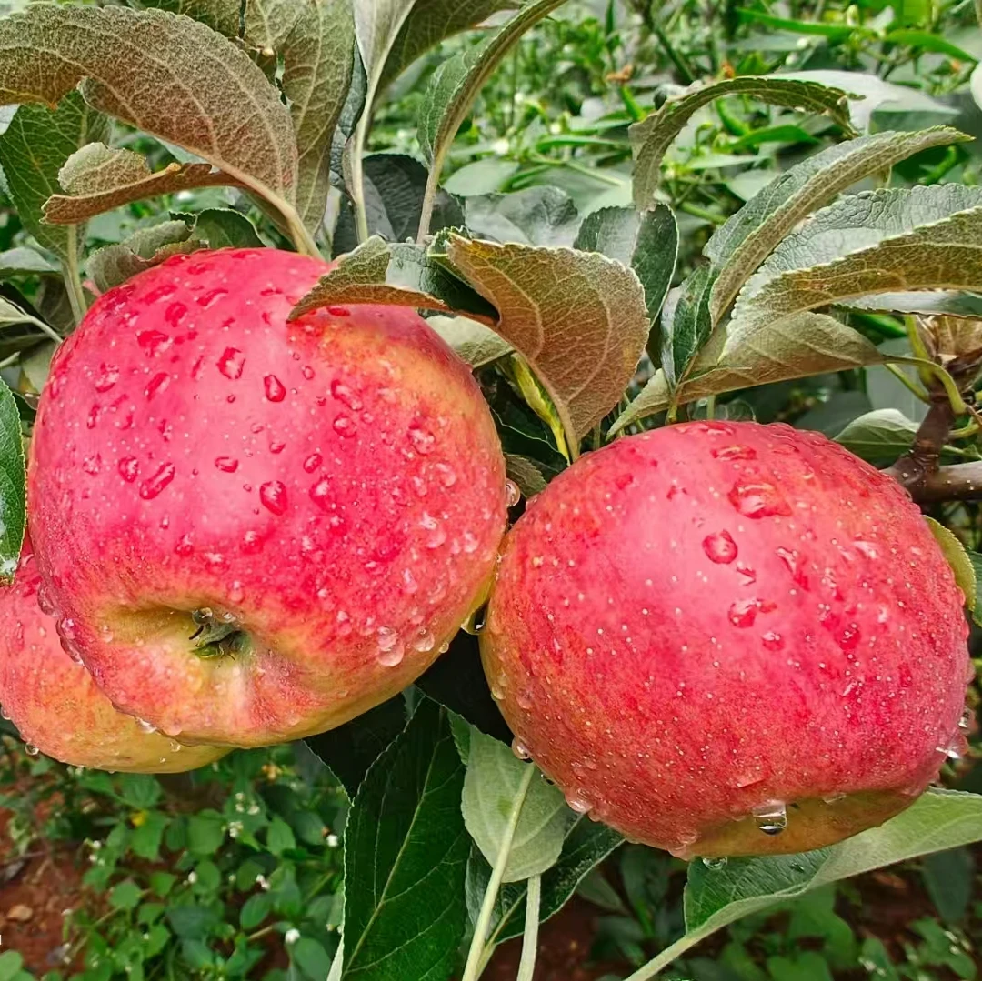 宣威杨柳红钻苹果