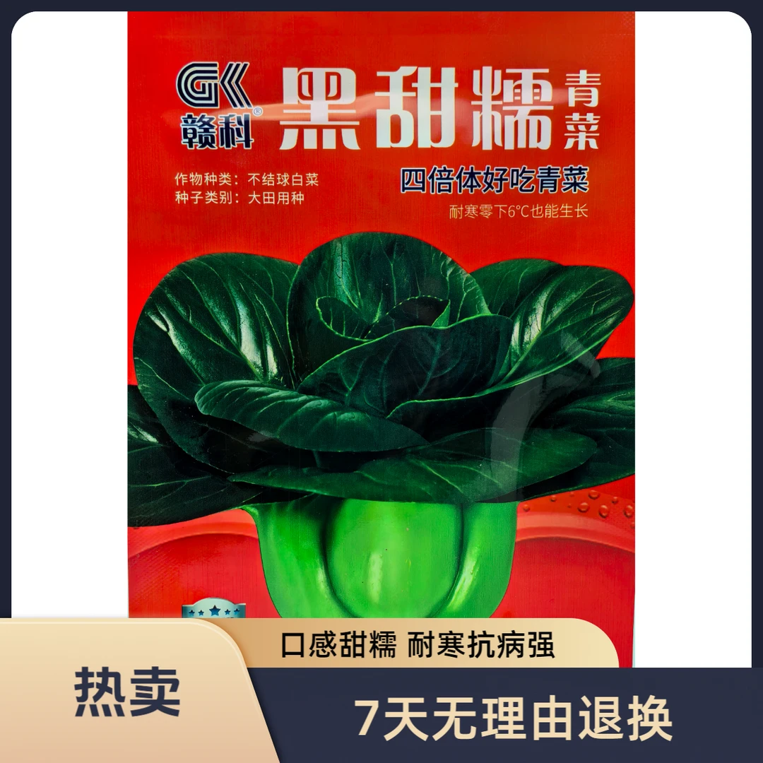 黑甜糯青菜种子高产耐寒抗病性强适合秋冬播种