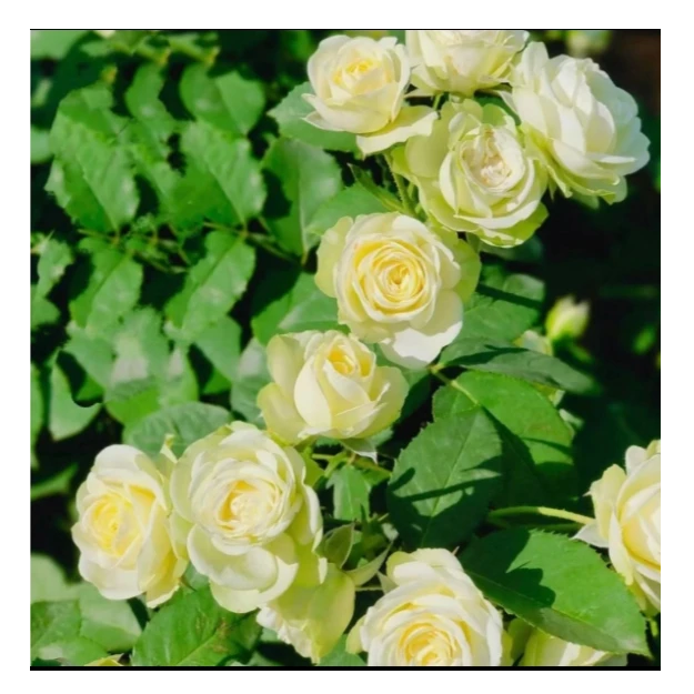 绿宝石月季，多枝多头（原盆原土，基地直发，盆栽绿植，180大盆）