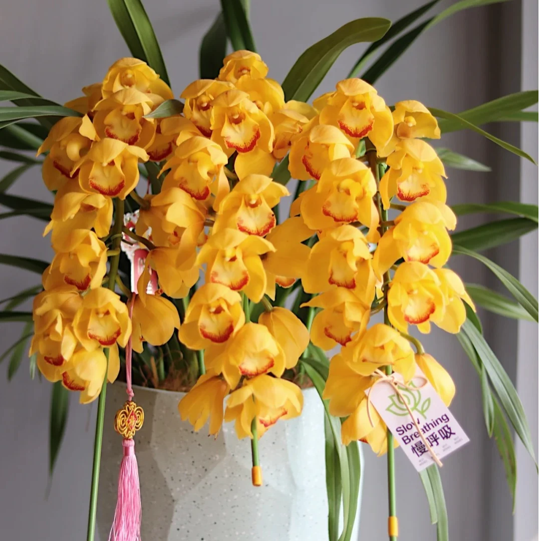 英茂杨贵妃大花蕙兰拱兰盆栽顺丰包邮植迷不误