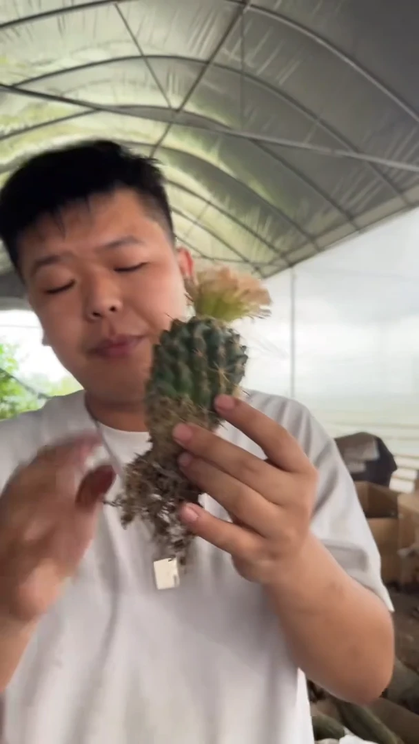 实生根  单头 钢钉 不指定带花苞