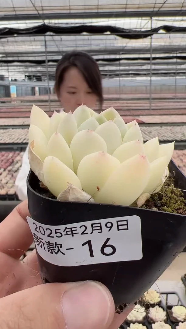 【闪购商品】新款多肉-16