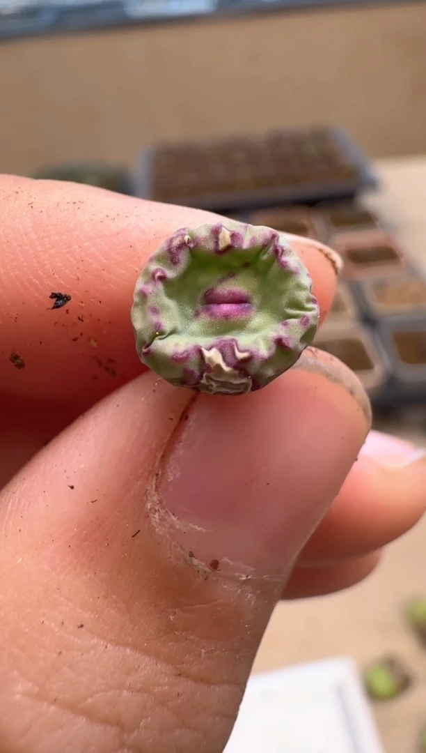 美丽的肉石头12-11