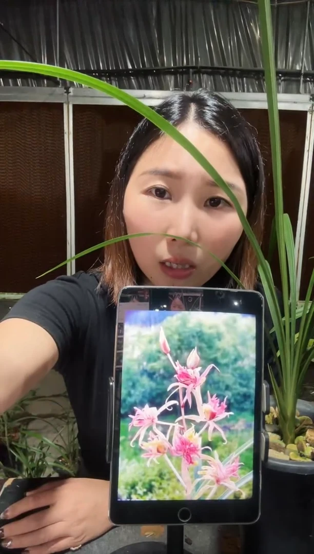 无花朵红凤奇花2苗带花苞