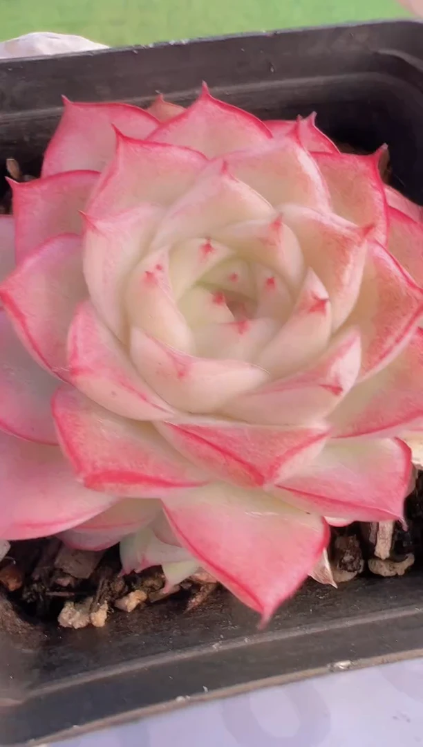 【闪购商品】信福多肉一物一拍