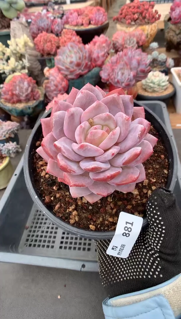 881雪天使一物一拍