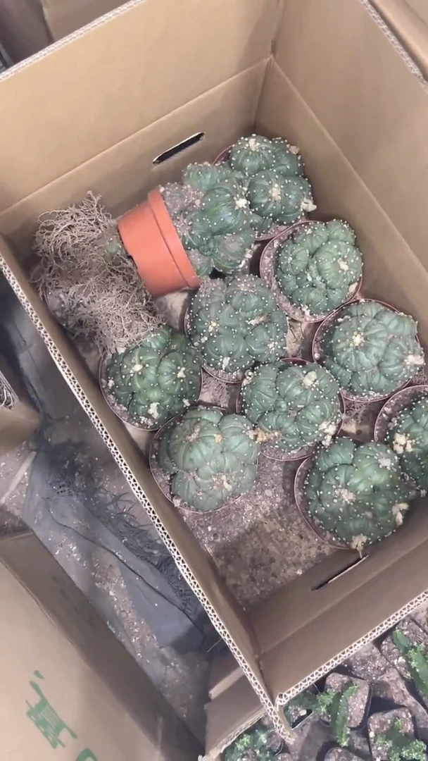 超大群生 星兜【带根】