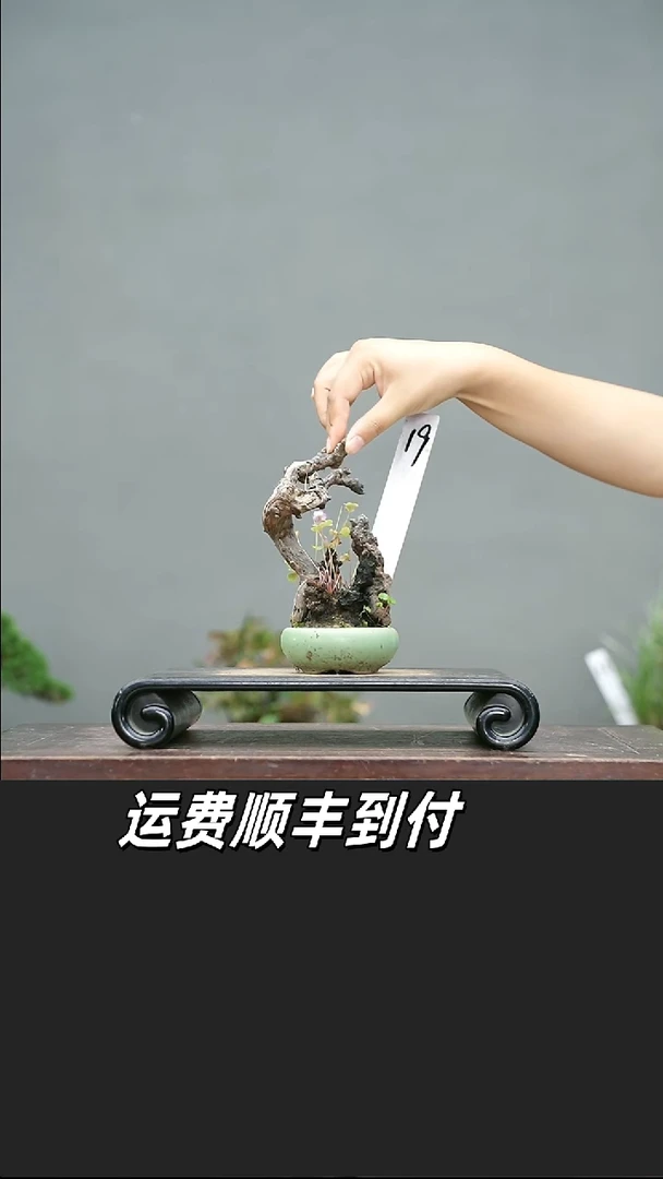 俞*19