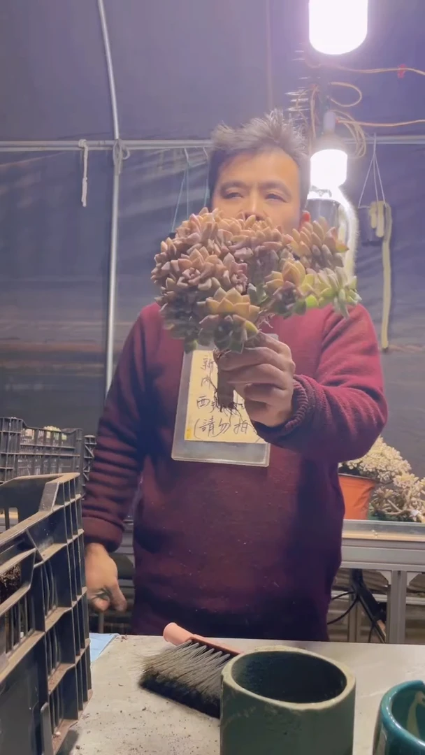 195淡雪缀化一物一拍（微瑕